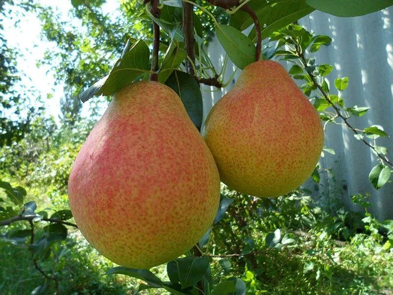 Груша Мраморная