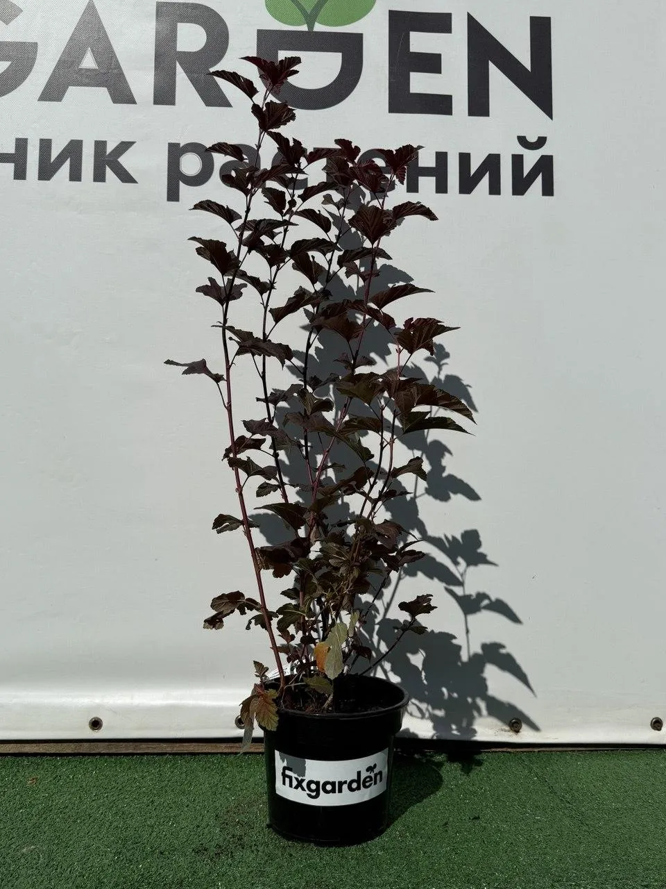 Пузыреплодник калинолистный Андре
