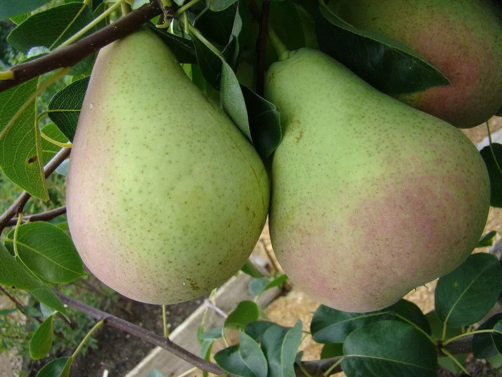 Груша Январская