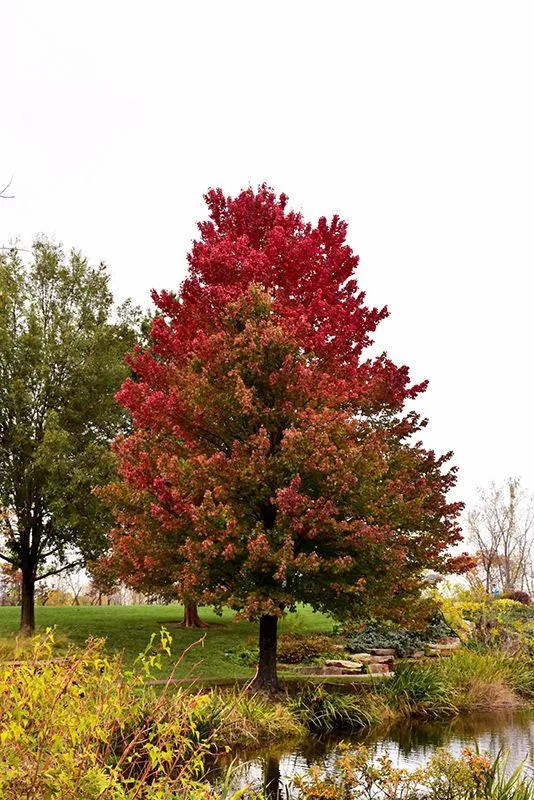 Клен Красный Ред Сансет