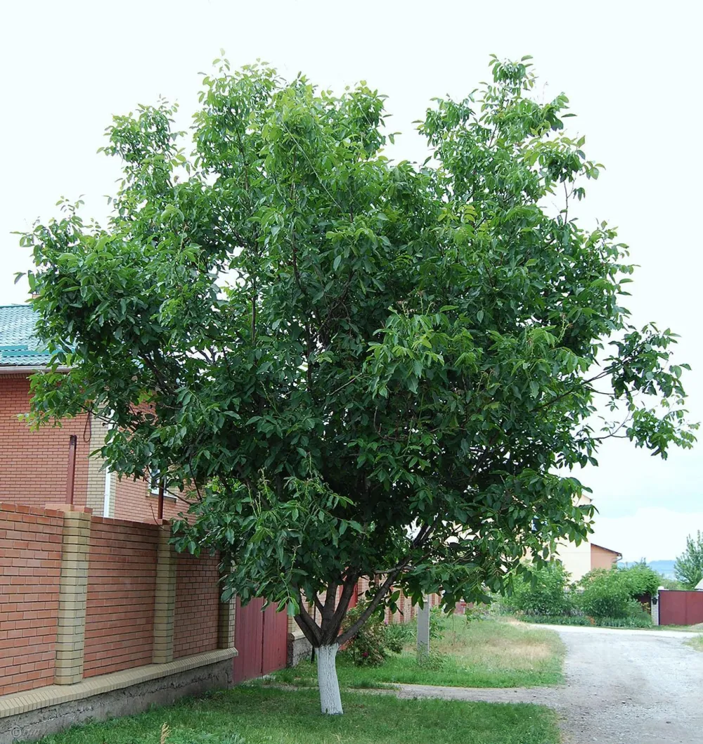 Грецкий орех