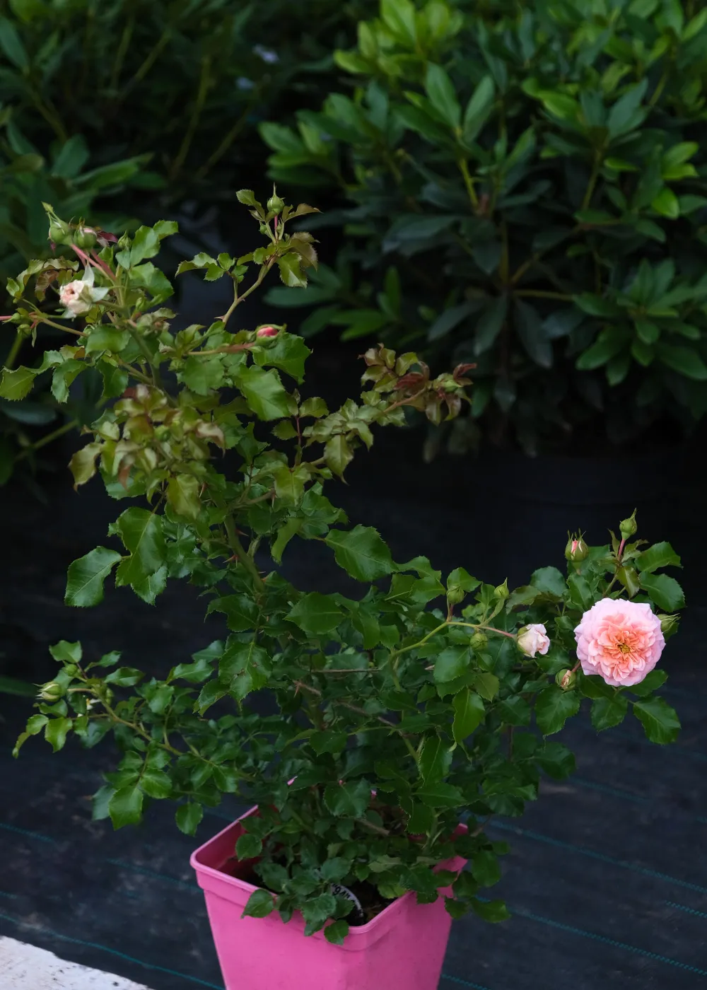 Роза шраб Раш