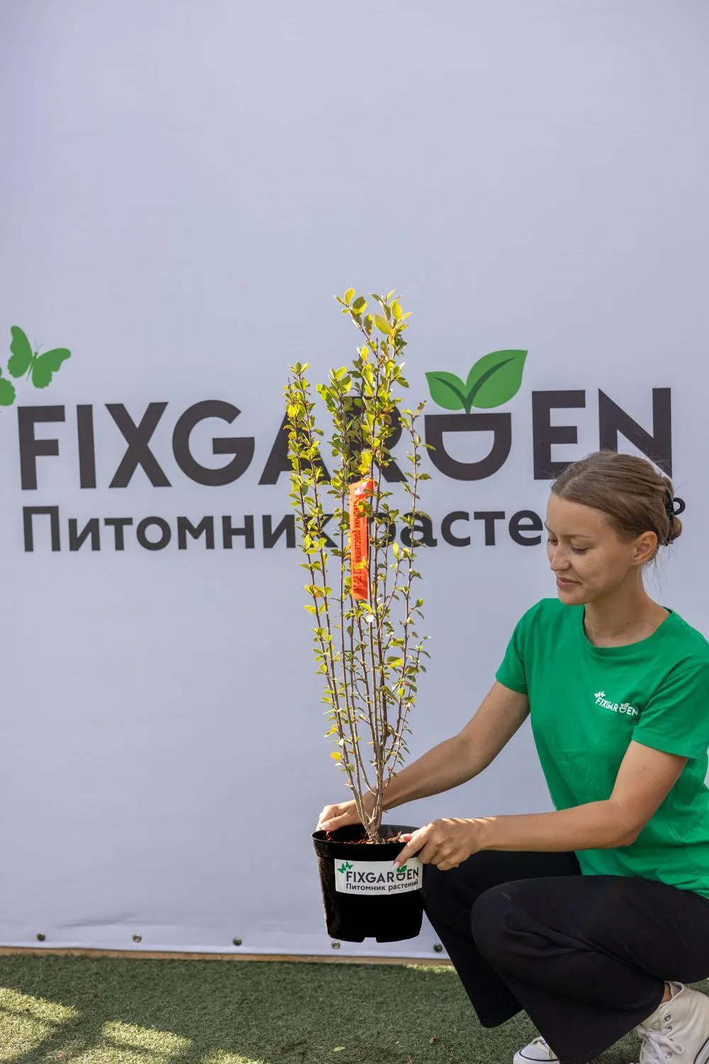 Кизильник блестящий