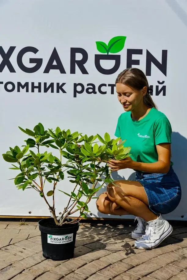 Рододендрон кэтевбинский Грандифлорум
