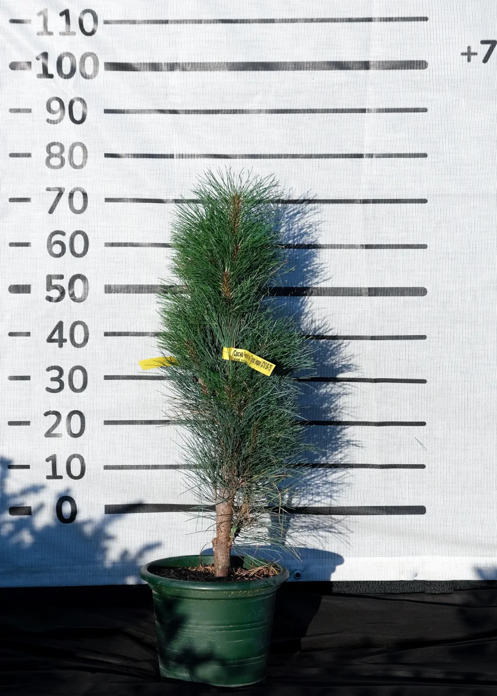 Сосна черная Грин Тауэр