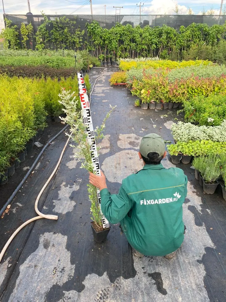 Ива Хакуро Нишики