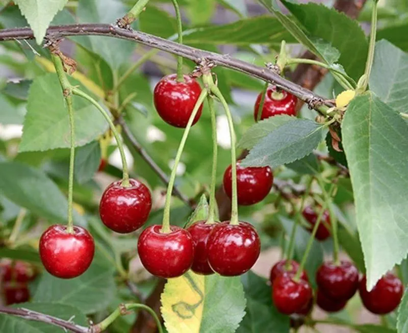 Вишня Харитоновская