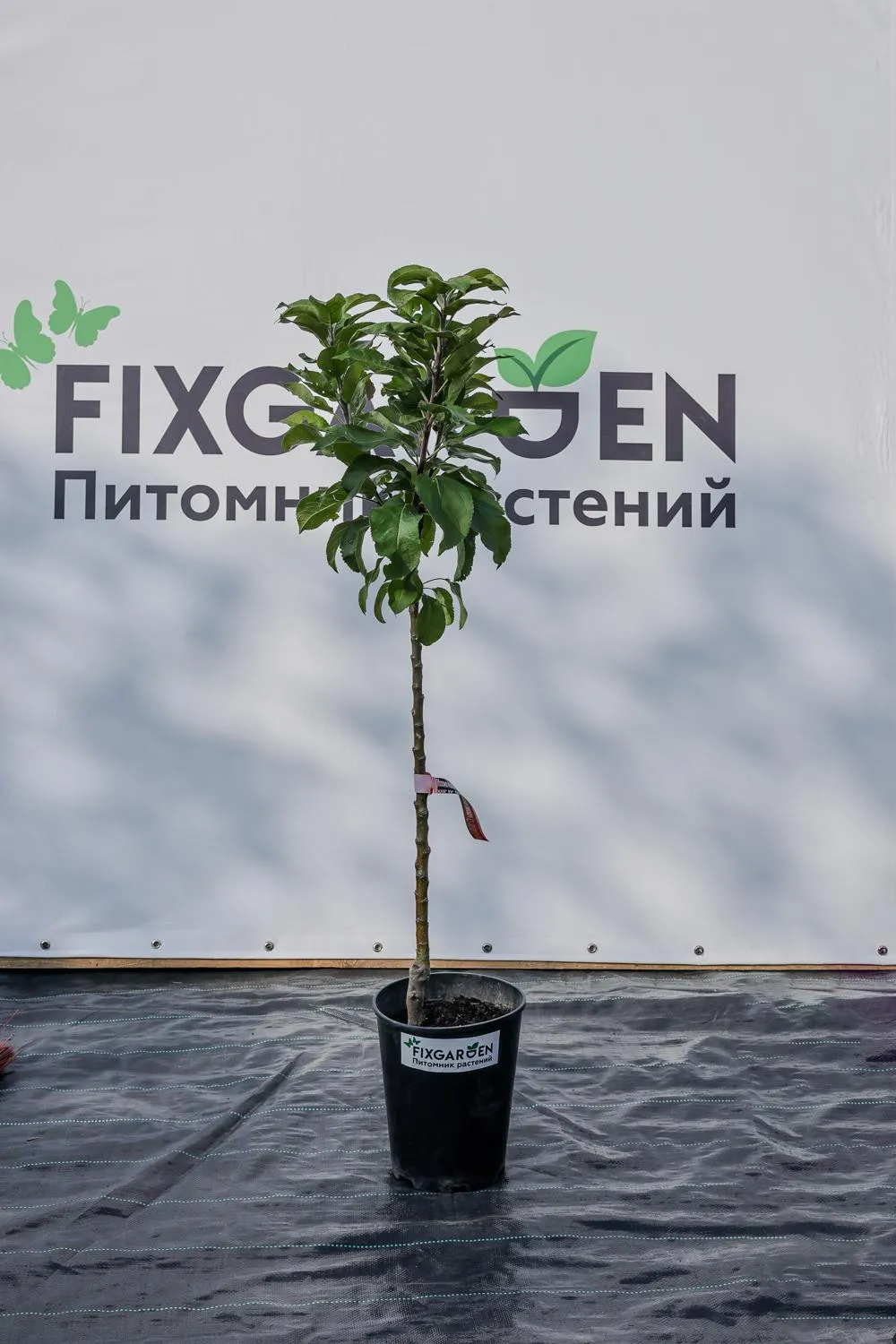 Яблоня колоновидная Янтарное ожерелье