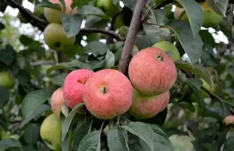 Яблоня Конфетное