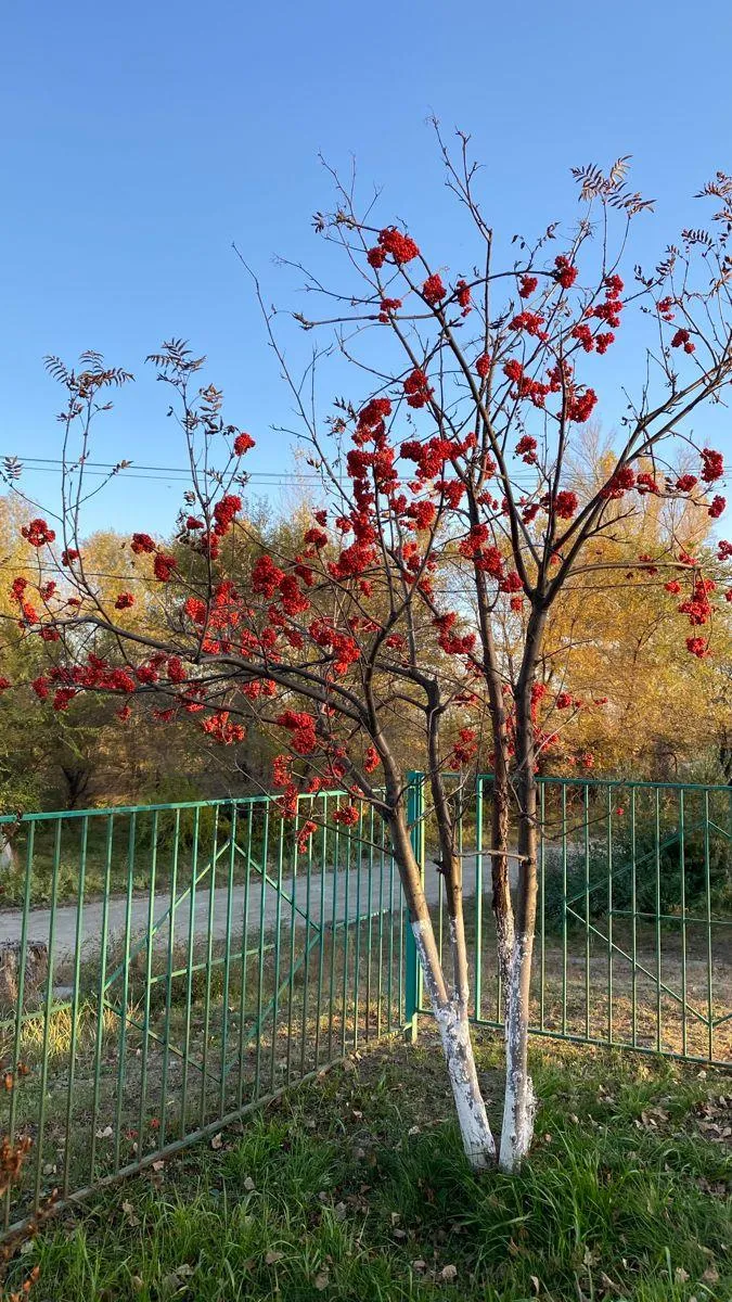 Рябина плодовая Гранатная