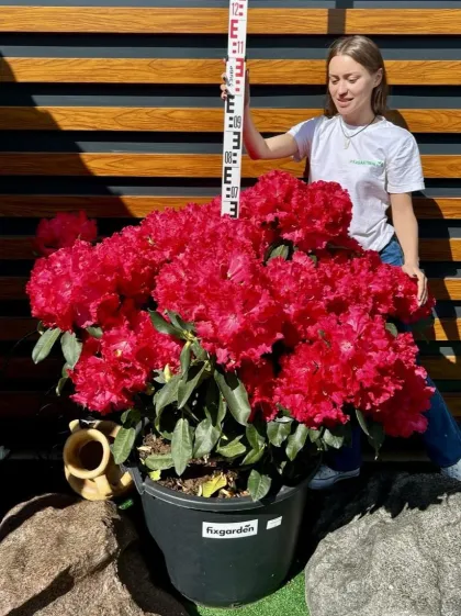 Рододендрон гибрид. Маркитас Прайз