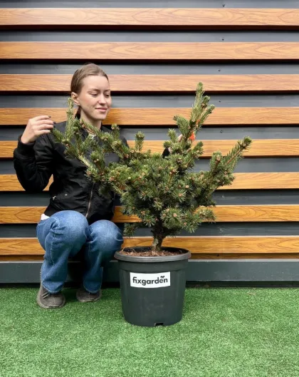 Ель колючая Лаки Страйк