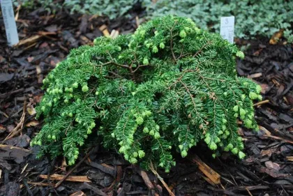 Тсуга канадская Грин Глоб