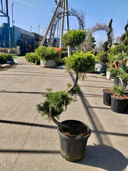 Ниваки Можжевельник пфитцериана