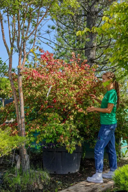 Бересклет крылатый