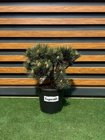 Сосна черная Нана