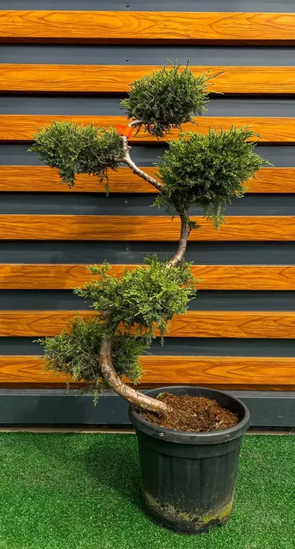 Ниваки Можжевельник пфит. Минт Джулеп