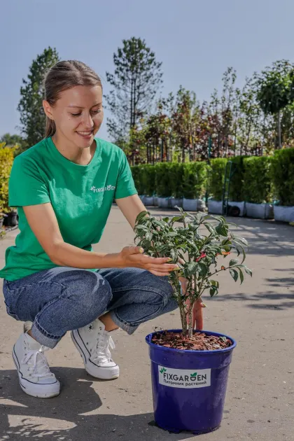 Бересклет крылатый Компактус