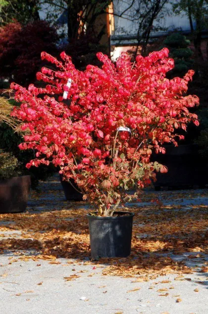 Бересклет крылатый Компактус