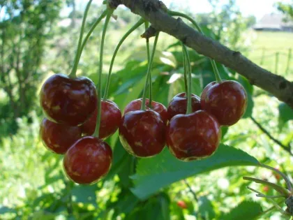 Вишня Шпанка