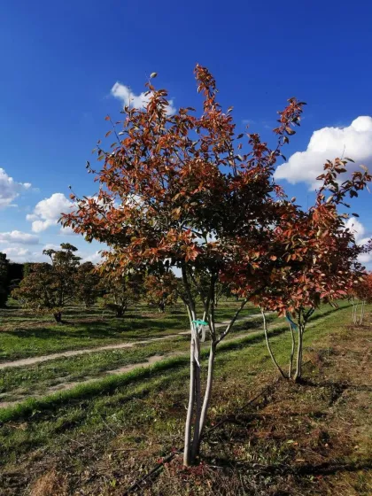 Ирга Ламарка