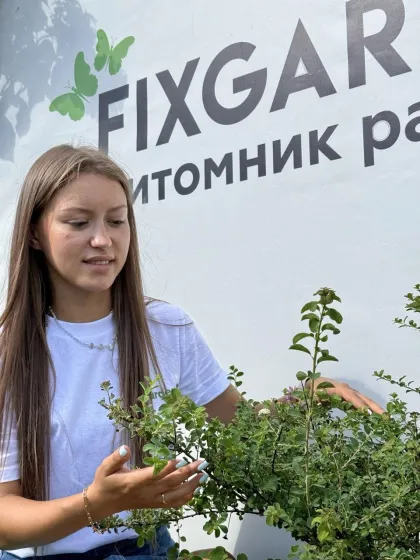 Спирея ниппонская Сноумаунд