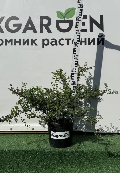 Спирея ниппонская Сноумаунд
