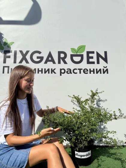Спирея ниппонская Сноумаунд