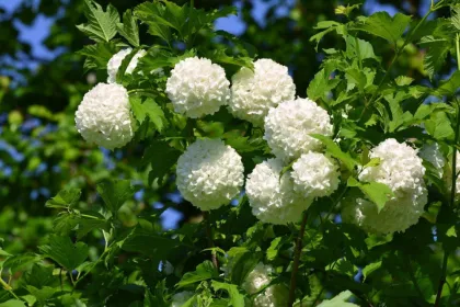 Калина бульденеж