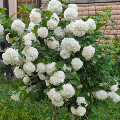 Калина бульденеж