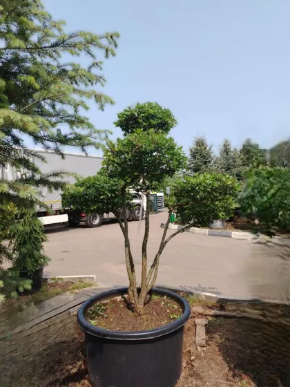 Ниваки Боярышник сливолистный