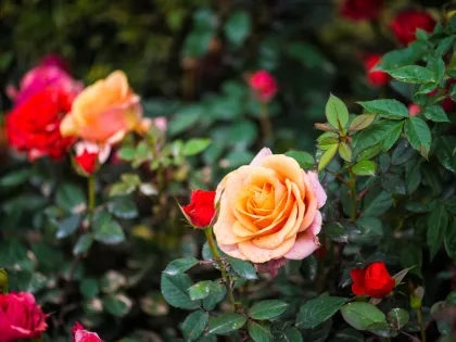 Роза в ассортименте