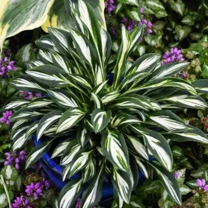 Хоста Спарки