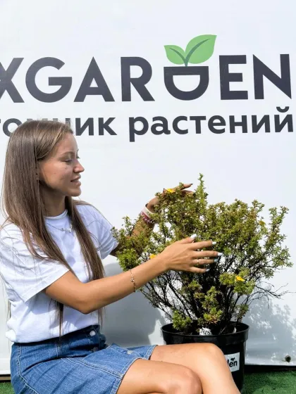 Лапчатка Белла Сол