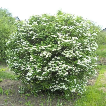 Калина красная
