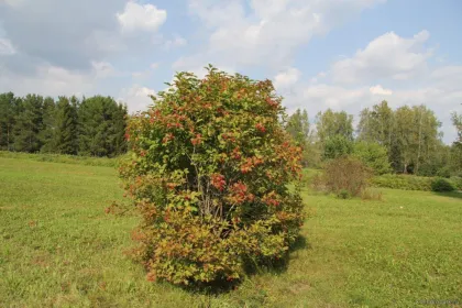 Калина красная