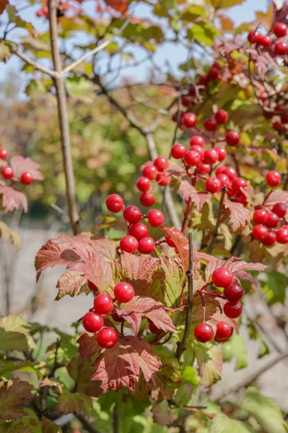 Калина красная