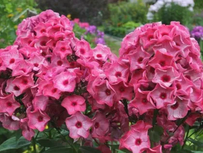 Флокс Фэритэйл оф зе Урал