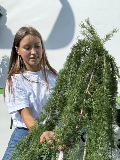 Лиственница Стифф Випер