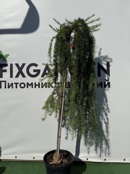 Лиственница Стифф Випер