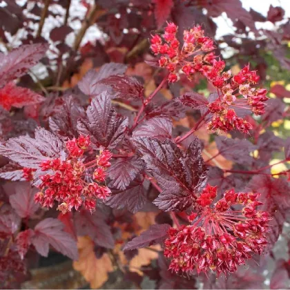 Пузыреплодник калинолистный Андре