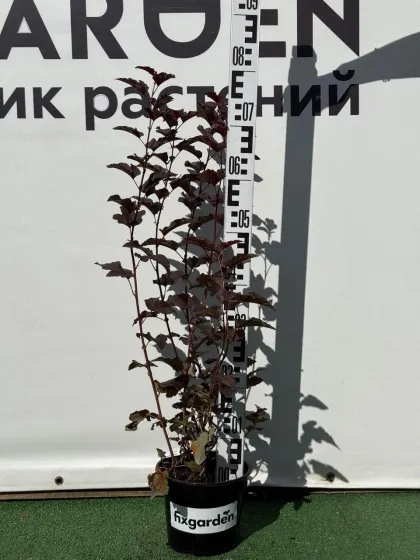 Пузыреплодник калинолистный Андре
