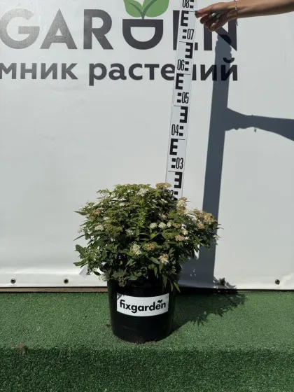 Спирея япон. Альбифлора