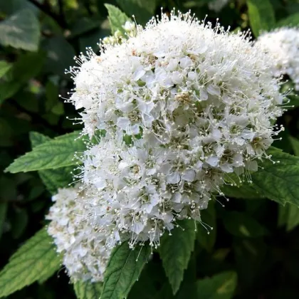 Спирея япон. Альбифлора