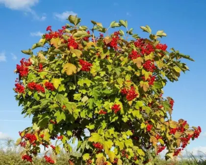 Калина обыкновенная Сладкоплодная