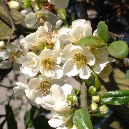 Айва японская Джет Трейл