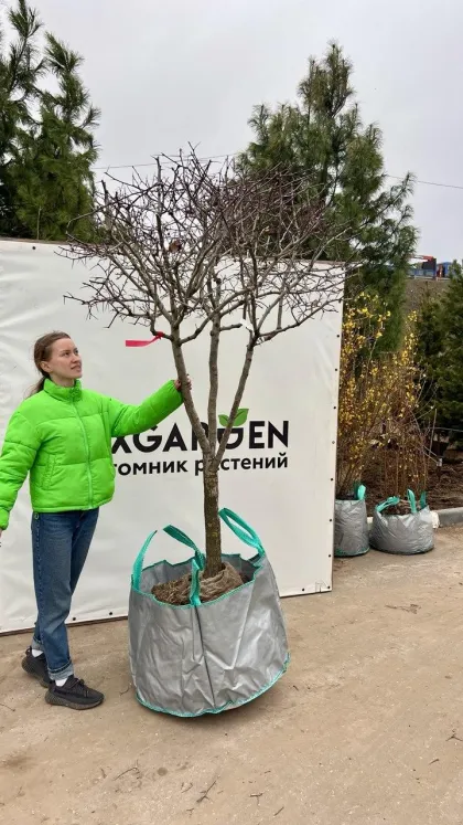 Боярышник сливолистный