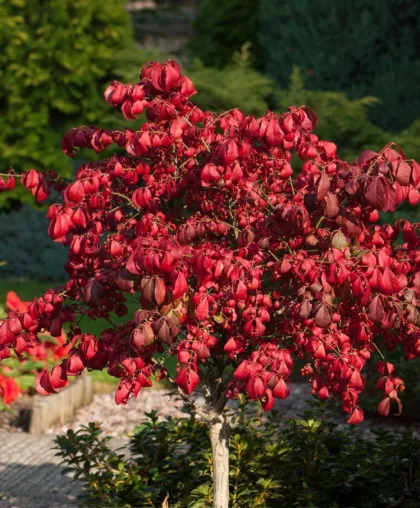 Бересклет Европейский