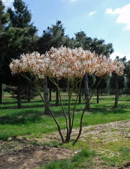 Ирга Ламарка