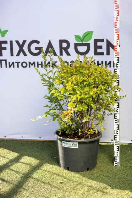 Кизильник блестящий